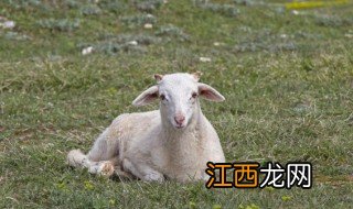 梦见羊咬人是什么意思 梦到羊咬人是什么意思