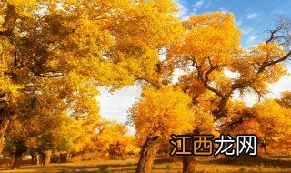 胡杨林最佳旅游时间 胡杨林最佳旅游时间简述