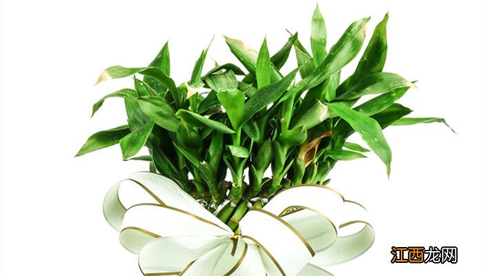 养富贵竹水里面加什么最好? 水养富贵竹小技巧