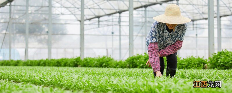 茼蒿几月份播种最好 茼蒿几天发芽出苗