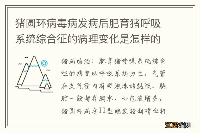 猪圆环病毒病发病后肥育猪呼吸系统综合征的病理变化是怎样的？