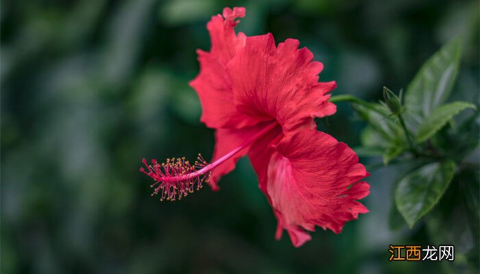 扶桑花的花语是什么 扶桑花的花语