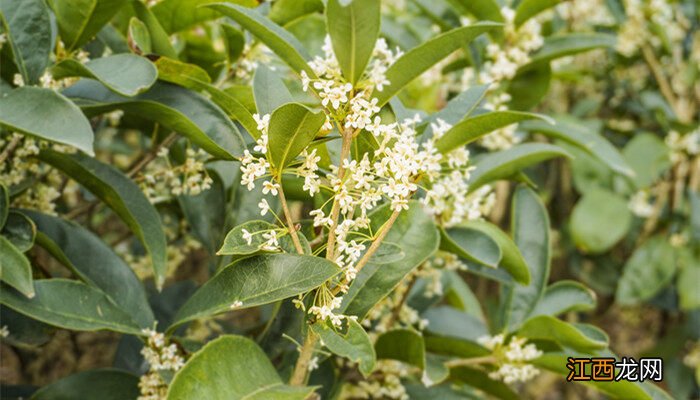 适合庭院种的低矮花树 低矮四季常开的花卉