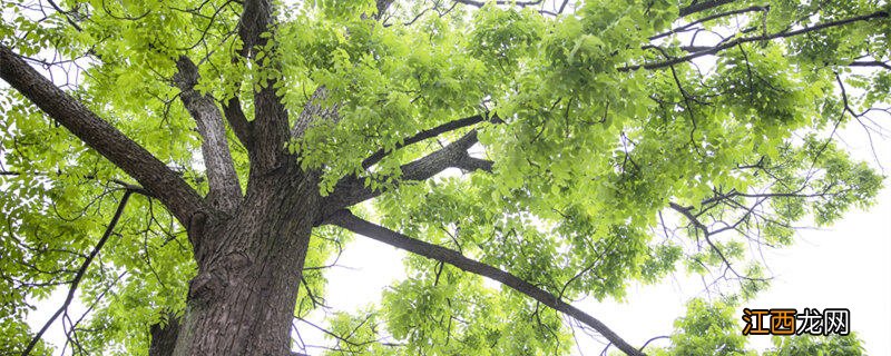 一亩酸枣能收入多少元 酸枣树种植技术