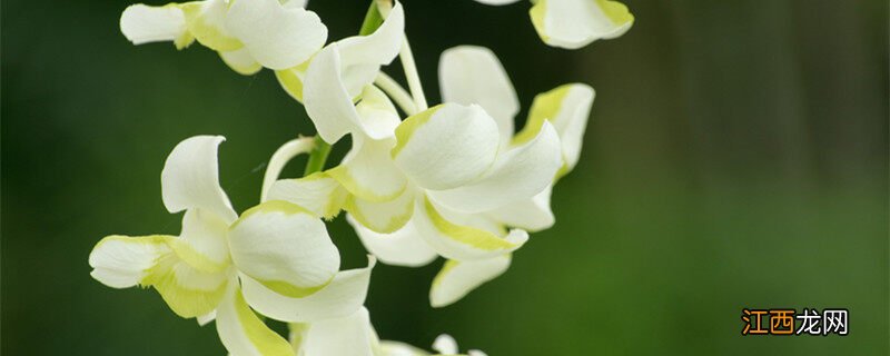 兰花花苞没开就变黑了 兰花花苞发黑发干了怎么回事