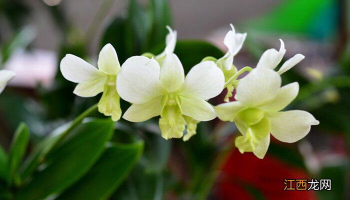 兰花花苞没开就变黑了 兰花花苞发黑发干了怎么回事