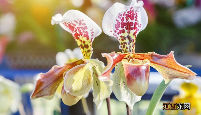 兰花花苞没开就变黑了 兰花花苞发黑发干了怎么回事