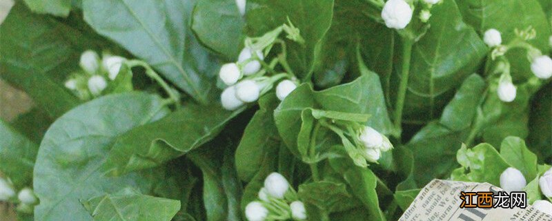 茉莉花插枝方法 茉莉花插枝能活吗
