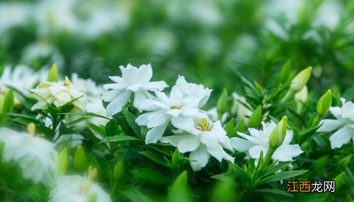 磷酸二氢钾适合哪些花怎样使用 磷酸二氢钾适合哪些花