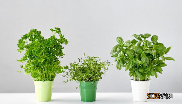 怎样种香菜出苗快又好 秋天怎样种香菜出得好又快