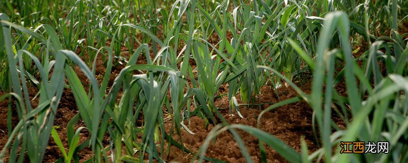 怎么种蒜苗水培 怎么种蒜苗