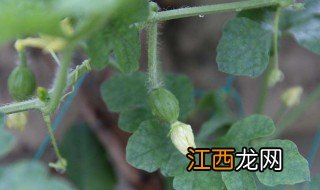 家里小瓜种植方法 小瓜什么时候种怎么种