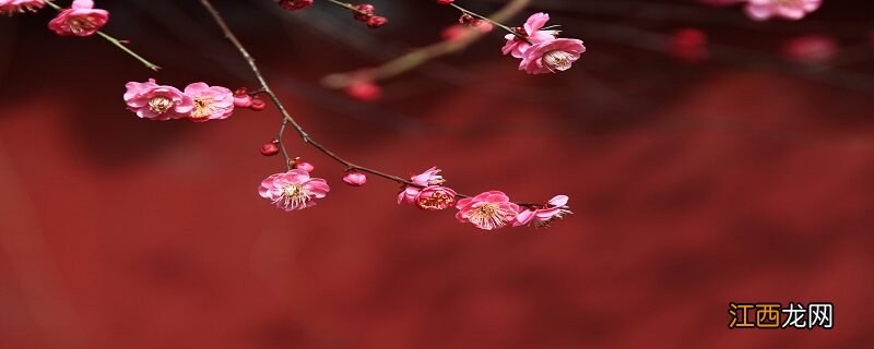 梅花荷花桃花桂花开花的先后顺序