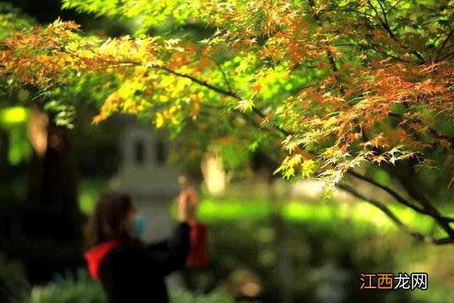 “枫景”正盎然 南京栖霞山旅游赏枫季来了