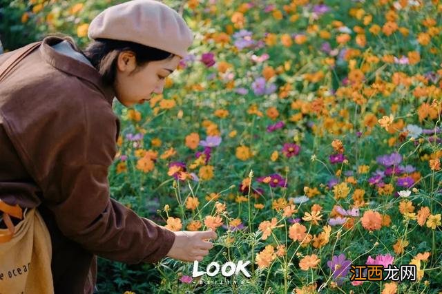 北京赏秋指南 · 奥森限定绝美「莫奈花园」