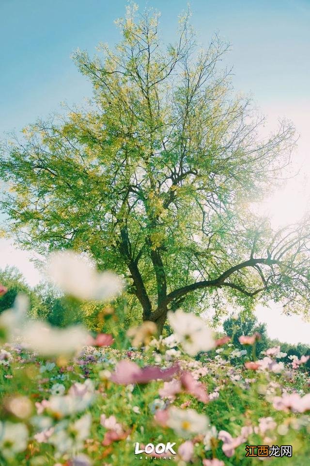 北京赏秋指南 · 奥森限定绝美「莫奈花园」