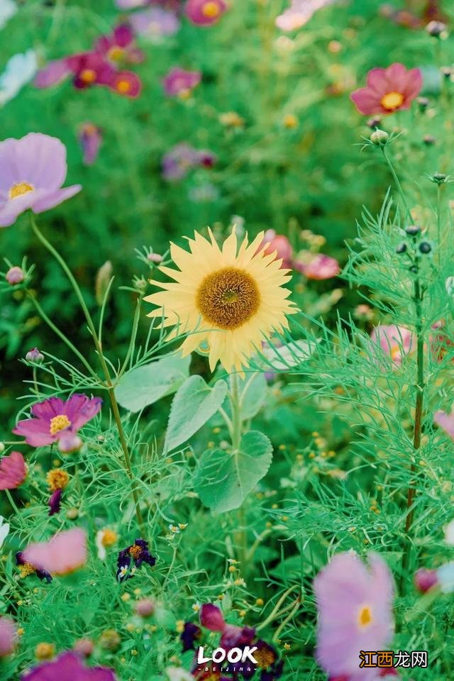 北京赏秋指南 · 奥森限定绝美「莫奈花园」