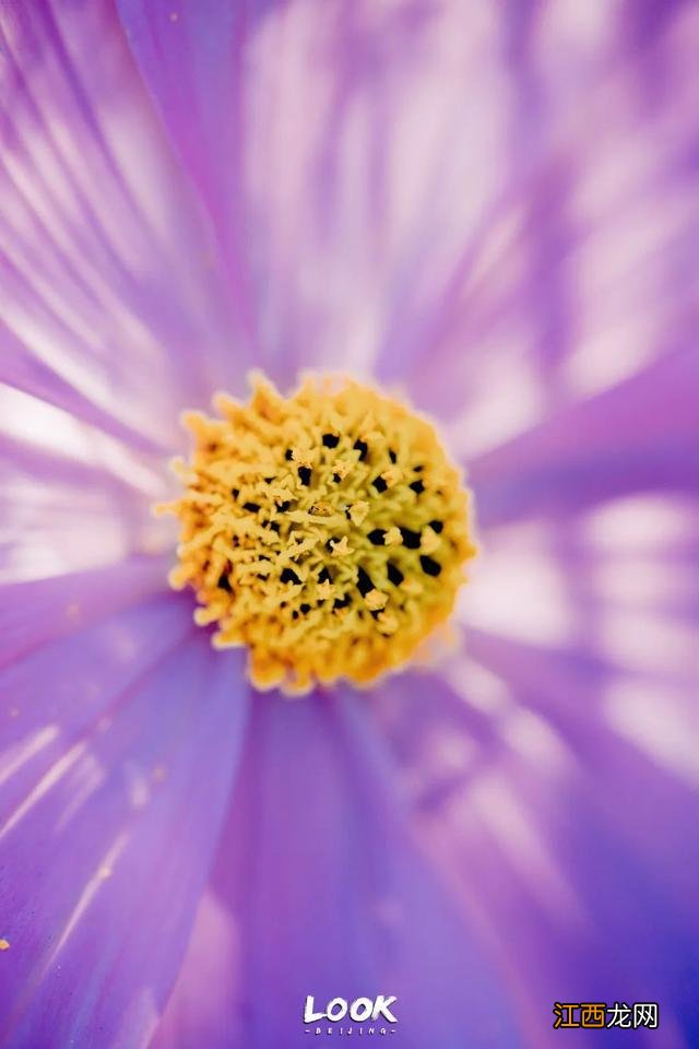 北京赏秋指南 · 奥森限定绝美「莫奈花园」