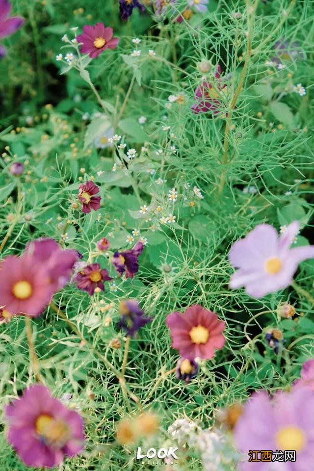 北京赏秋指南 · 奥森限定绝美「莫奈花园」