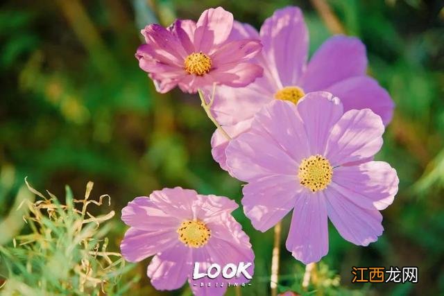 北京赏秋指南 · 奥森限定绝美「莫奈花园」