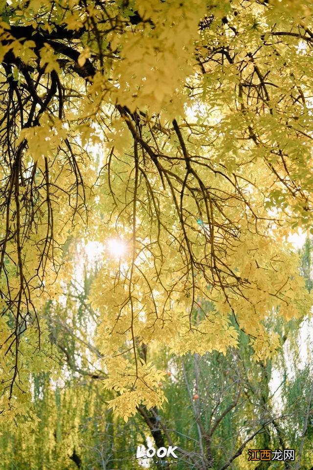 北京赏秋指南 · 奥森限定绝美「莫奈花园」