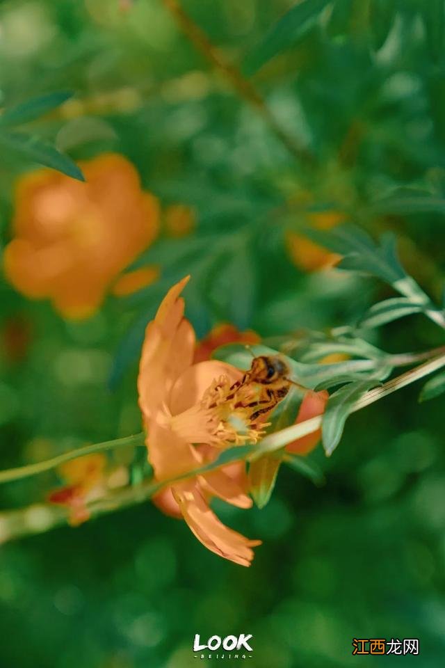 北京赏秋指南 · 奥森限定绝美「莫奈花园」
