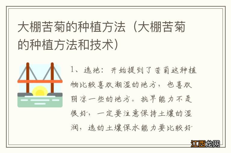 大棚苦菊的种植方法和技术 大棚苦菊的种植方法