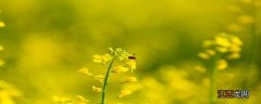 桂花树8月份能栽活吗视频 桂花树8月份能栽活吗