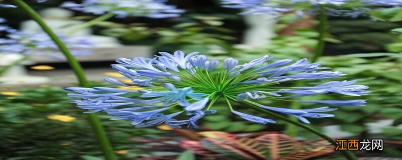 君子兰9月施什么肥 君子兰9月份能换盆吗