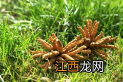 黄芪党参泡水的做法是怎样的?黄芪党参泡水怎么做?