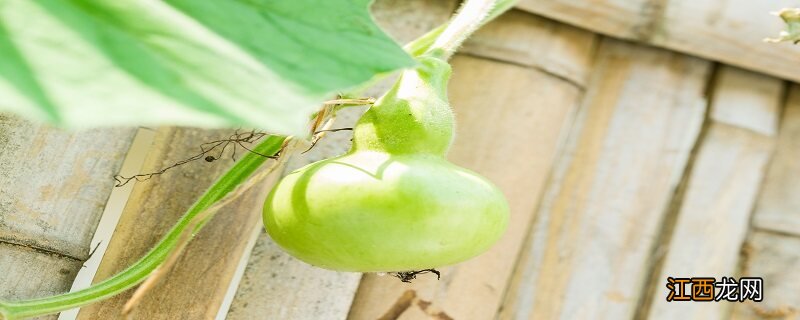 家里为什么不能种葫芦 葫芦的种植方法和技术