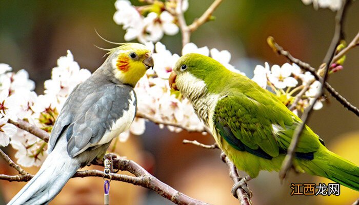 玄凤鹦鹉吃虫子吗? 玄凤鹦鹉吃虫子吗