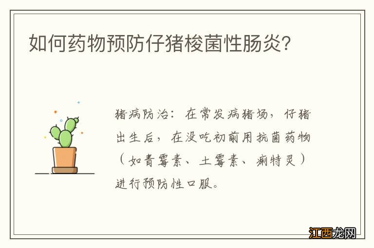 如何药物预防仔猪梭菌性肠炎？