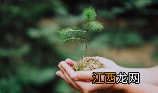 家里种植云杉可以吗风水好吗 家里种植云杉可以吗