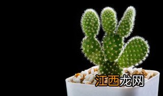 仙人掌冬天种植可以吗，仙人掌冬天能种吗