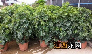 摇钱树冬天落叶吗 摇钱树冬天种植可以吗