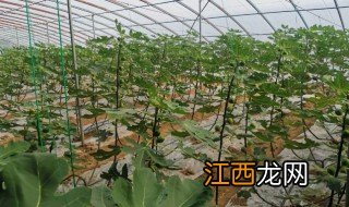 无花果大棚冬天种植可以吗视频 无花果大棚冬天种植可以吗