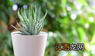 在家里种植芦荟可以吗，家里能种植芦荟吗