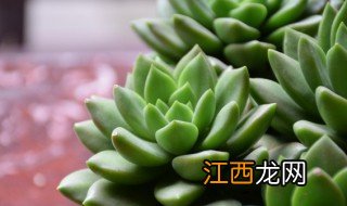 多肉在家里种植可以吗 多肉植物可以在家养吗