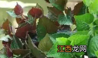 紫苏阳台种植方法，紫苏栽在阳台上好吗