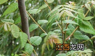 大棚春芽树的种植方法 春芽大棚种植技术