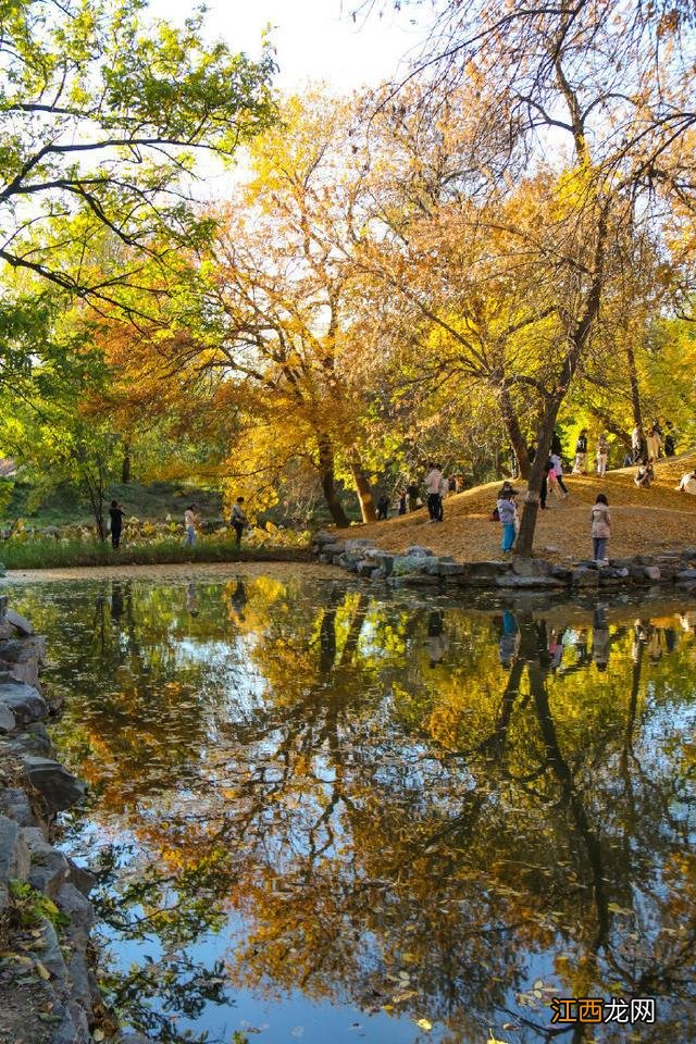 满眼惊叹!在圆明园遇见油画般秋色