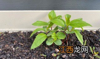 苹果籽的种植方法简单 苹果籽的种植方法简单介绍