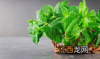 家里种植猫薄荷驱虫可以吗 家里种植猫薄荷驱虫可以吗视频