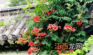 大门口可以种凌霄花吗 家里围墙种植凌霄花可以吗