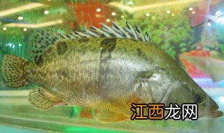 鳜鱼常见品种有哪些名字，鳜鱼品种图片大全