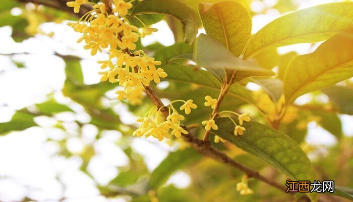 桂花要开花的征兆是什么 桂花要开花的征兆