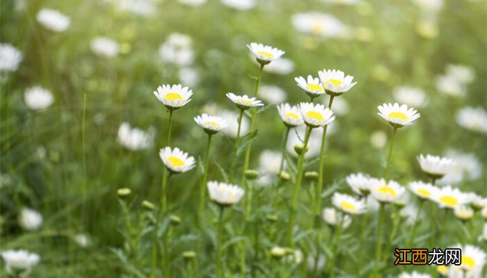小雏菊的寓意和花语 小雏菊的寓意