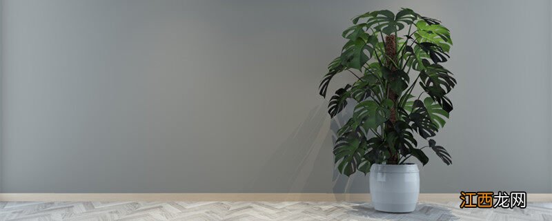 天鹅绒鲜切花怎么养护 天鹅绒花怎么养