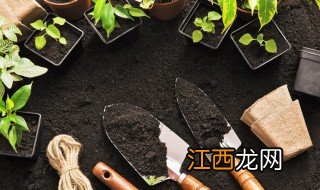 冬天种植红豆杉可以吗 冬季可以移栽红豆杉吗